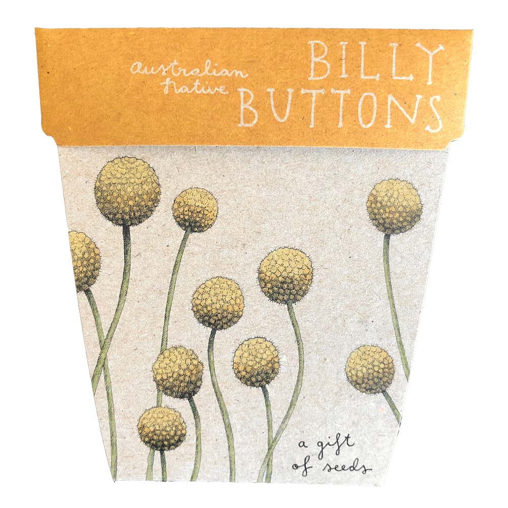 Australian native billy buttons sow n sow gift of seeds. Plastic-free gift card with plantable seeds inside.
